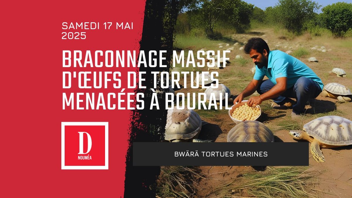 Braconnage massif d&rsquo;œufs de tortues menacées à Bourail