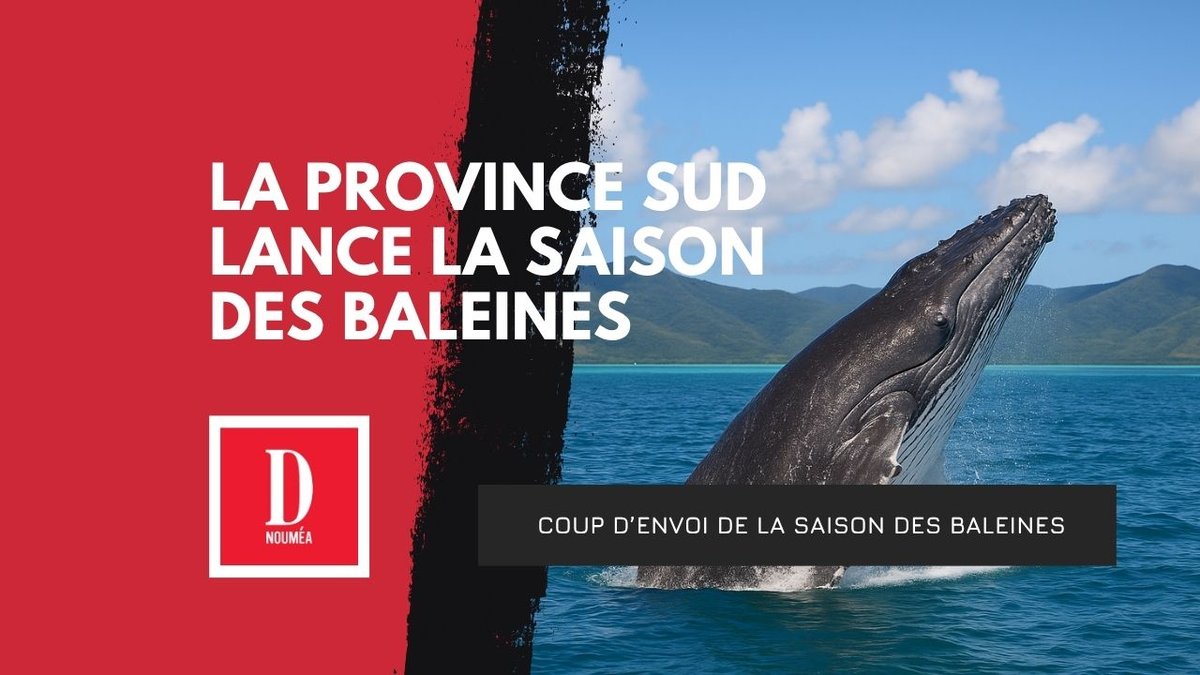 La province Sud lance la saison des baleines