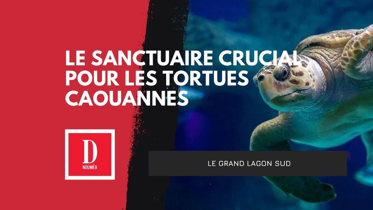 Le sanctuaire crucial pour les tortues Caouannes
