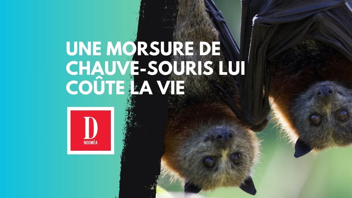Une morsure de chauve-souris lui coûte la vie