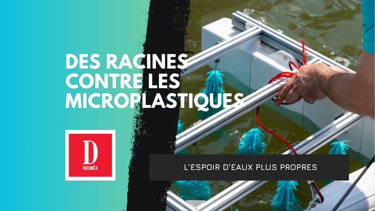 PolyGone : des racines bleues contre les microplastiques