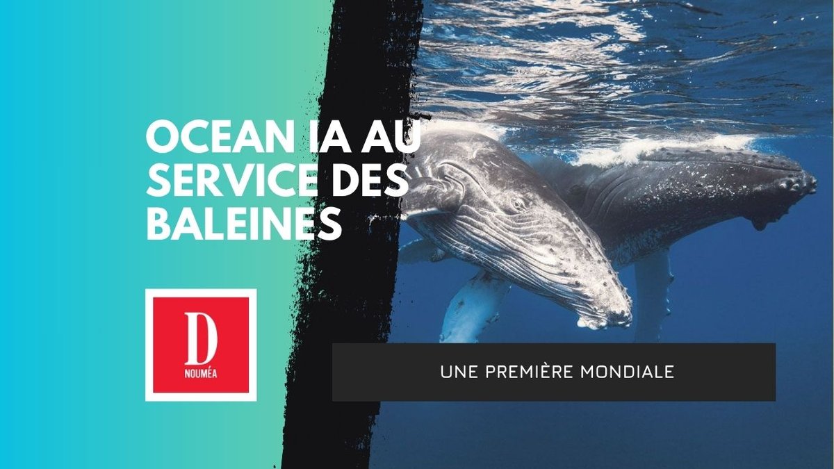 L’IA alerte pour sauver les baleines en Polynésie