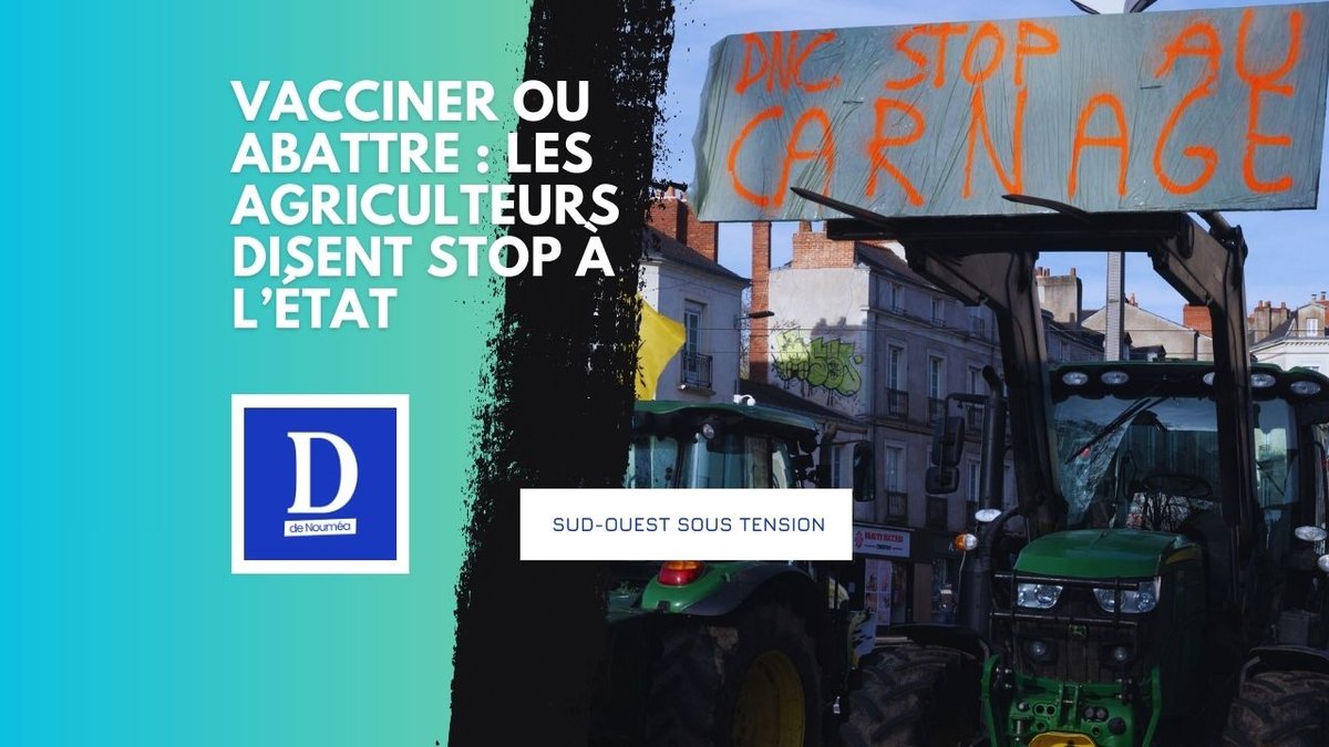 Dermatose bovine : quand l’administration sacrifie les éleveurs