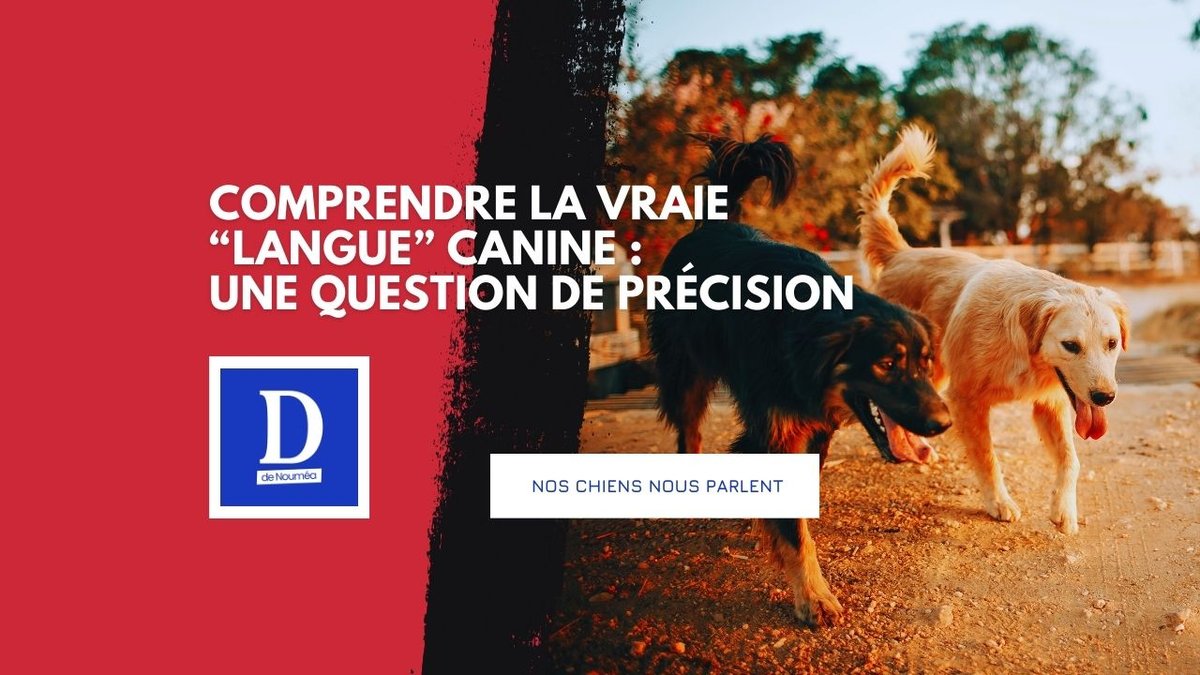 Chiens : le langage secret que leurs maîtres ignorent encore