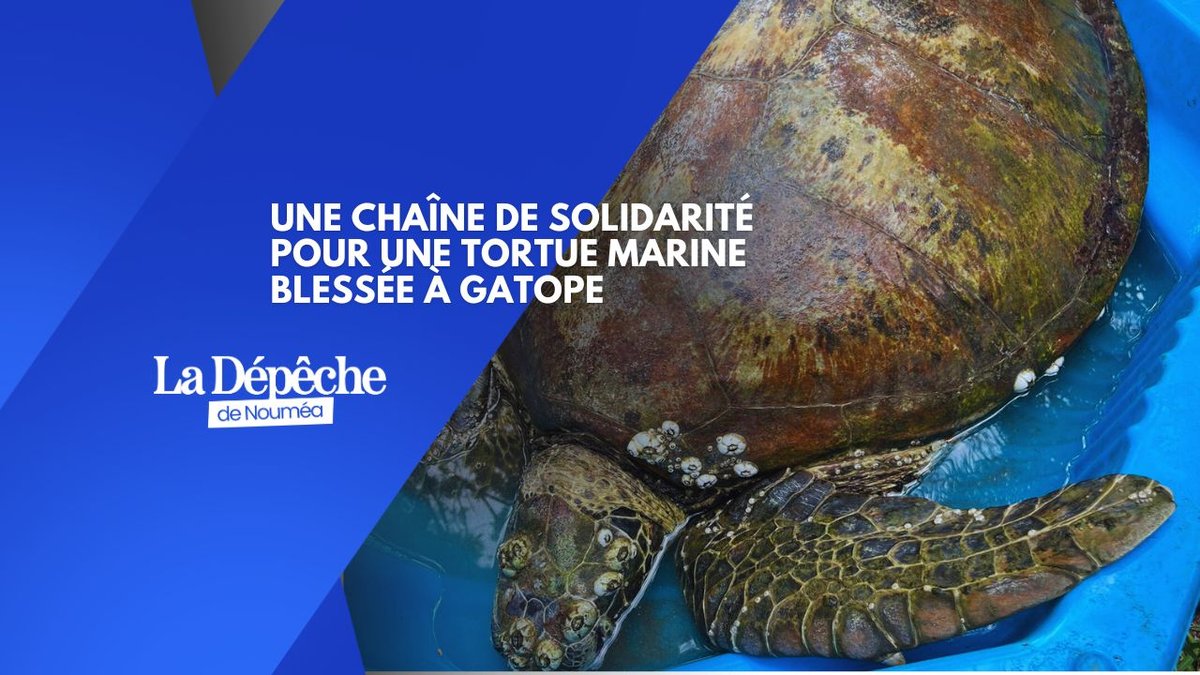 Une chaîne de solidarité pour une tortue marine blessée à Gatope