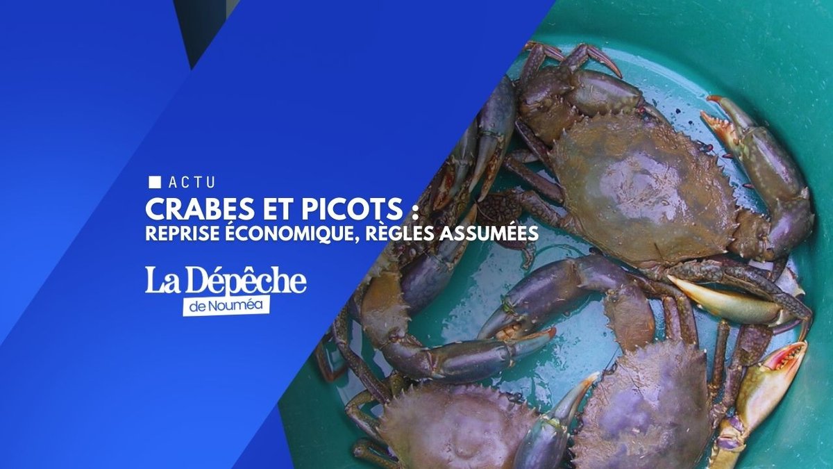 Crabes et picots : le grand retour sur les étals de Nouméa