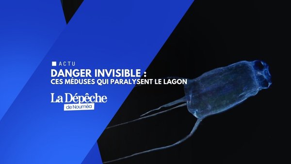 Cuboméduses : le lagon calédonien sous alerte rouge