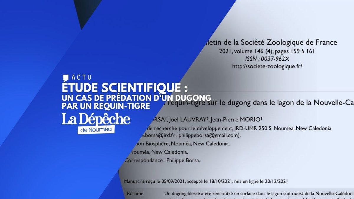 Requins-tigres et dugongs : une étude relance le débat