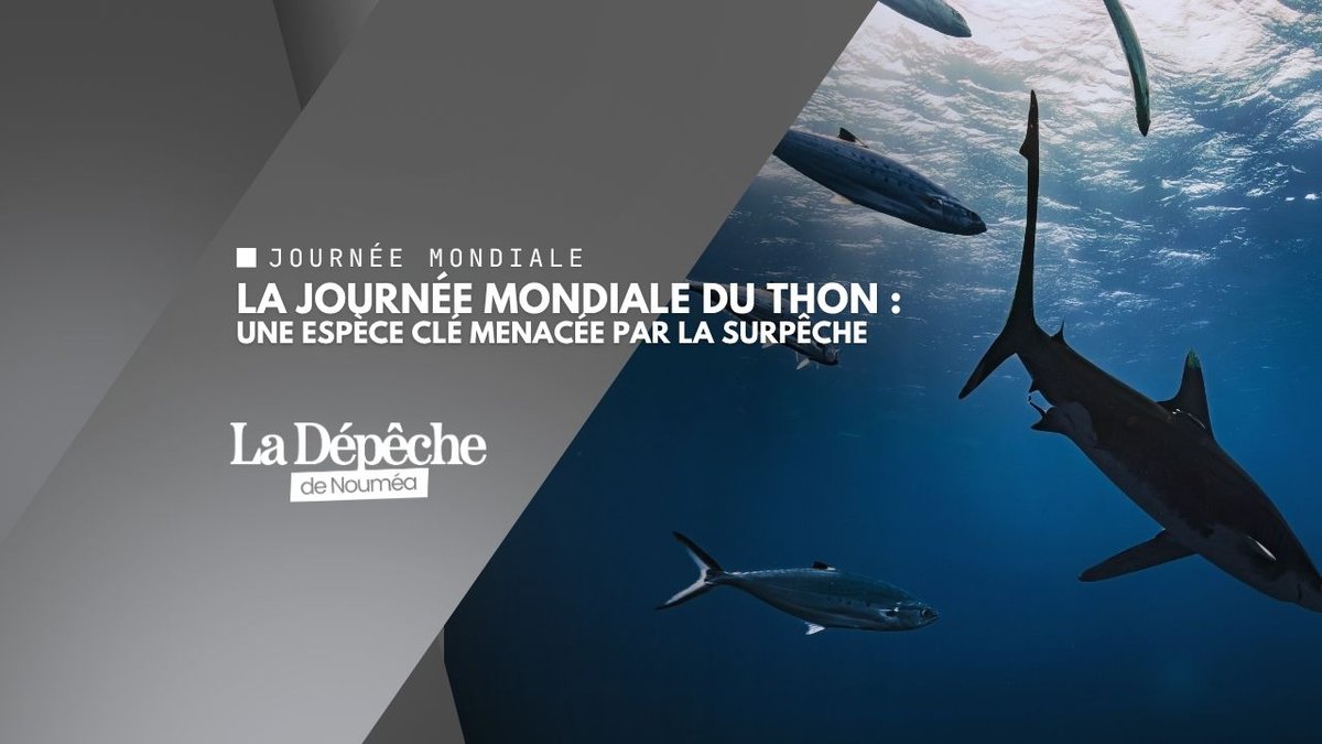 Thon : une ressource stratégique sous pression mondiale
