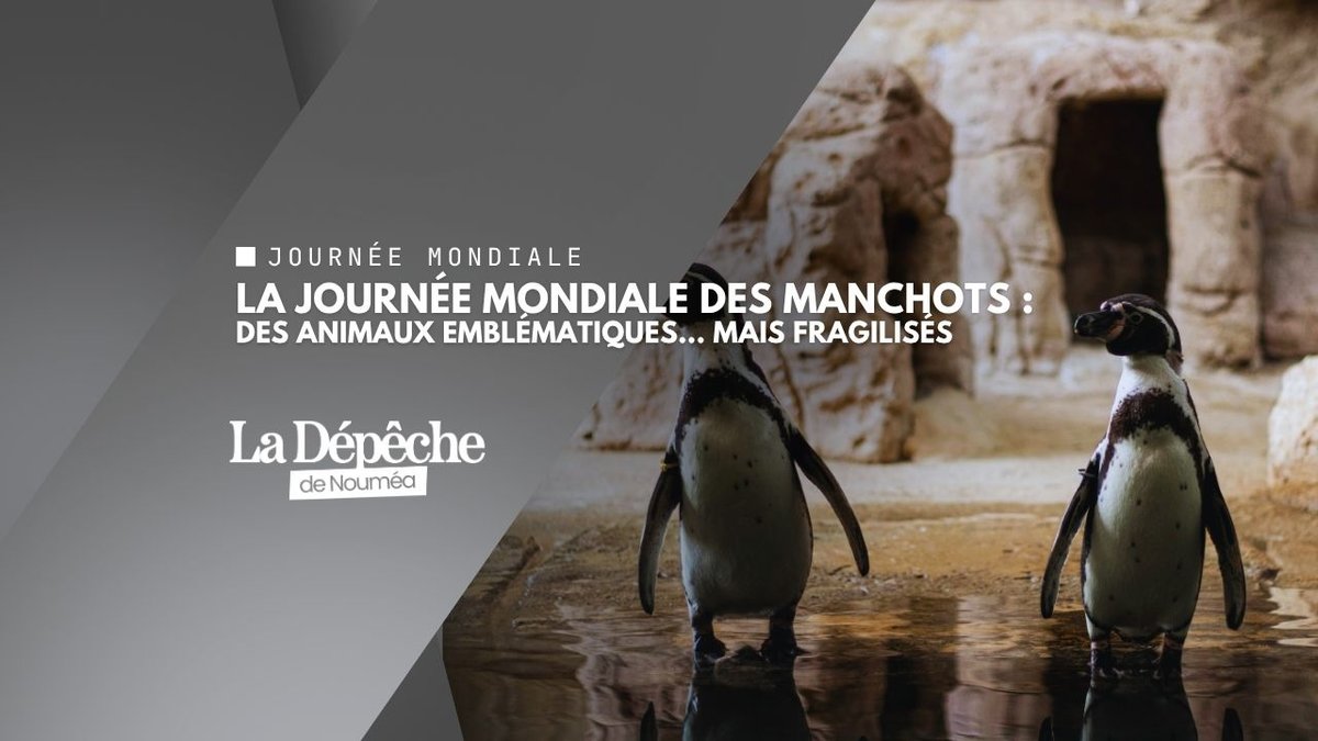 Manchots : ces sentinelles du climat qui alertent sur l’état des océans