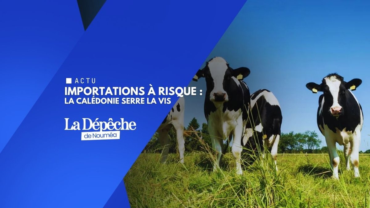 Fièvre aphteuse : alerte maximale sur les importations