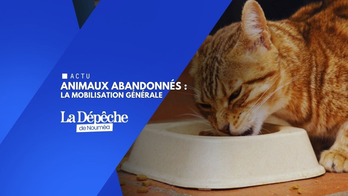 Face aux abandons, la solidarité animale s’impose