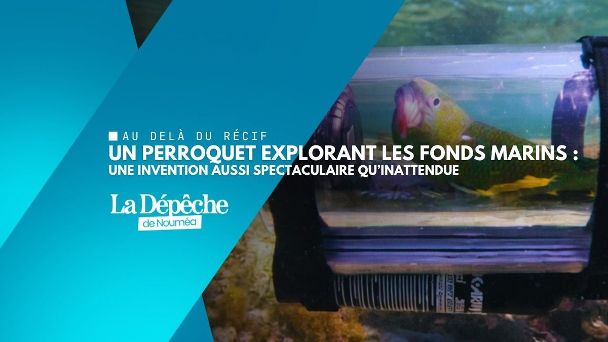 Un perroquet sous l’eau : exploit fascinant ou dérive inquiétante ?