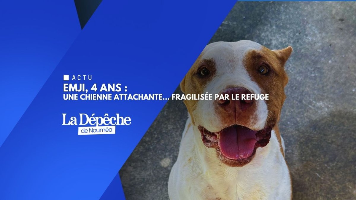Abandon : Emji, 4 ans, attend une seconde chance à Dumbéa