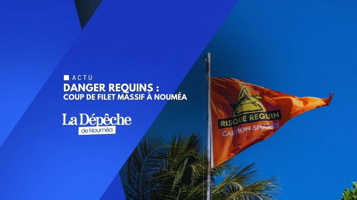 Requins à Nouméa : interdictions et riposte immédiate