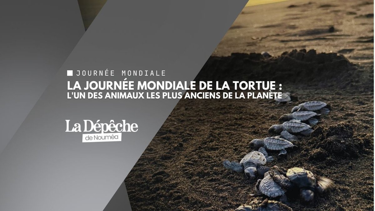Journée mondiale de la tortue : pourquoi célébrer ces survivantes de l'ère des dinosaures ?