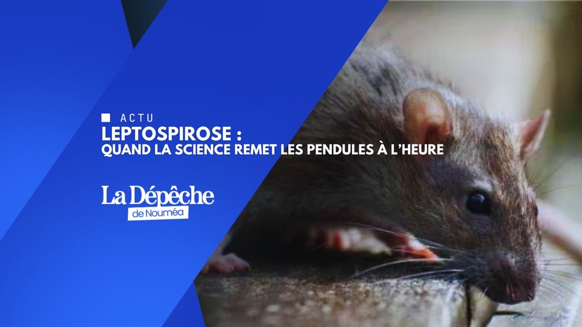 Leptospirose : la vérité cachée derrière les idées reçues