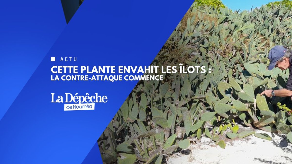 L'invasion silencieuse des cactus enfin stoppée ?