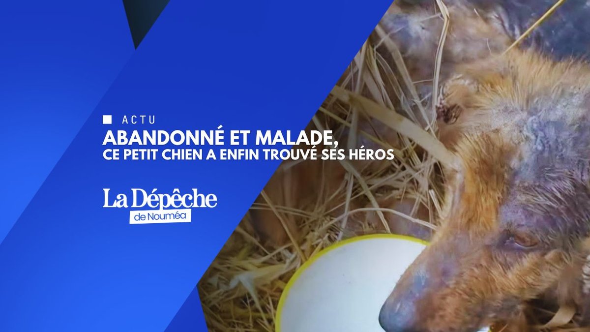 Ils n'ont pas détourné le regard : ce chien est sauvé