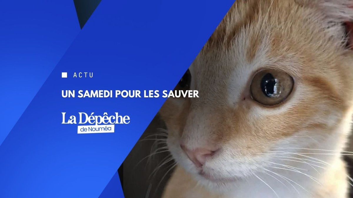 Chatons à adopter ce samedi